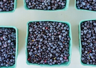 Box of fresh wild Maine blueberries