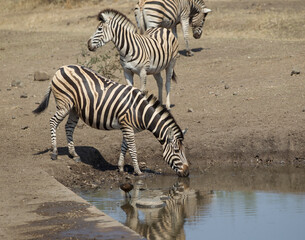 Fototapeta na wymiar Common Zebra in South Africa