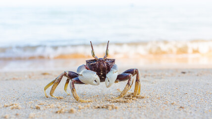 close up photo, funny little crab with big eyes, marine mammal on the island of koh samui in thailand, decapod crustacean