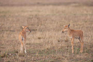 Young Topi antelope in Masai Mara Kenya Africa 