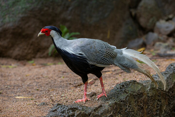 The Silver Pheasant stood on the ground, a red face, a black body, a white back, a white tail with a black crest.