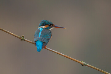 The Common Kingfisher perched on a bamboo branch along the canal.