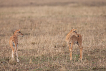 Young Topi antelope in Masai Mara Kenya Africa 
