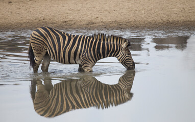 Fototapeta na wymiar Common Zebra in South Africa