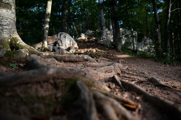 Tree roots, ground and rocks at the mountain