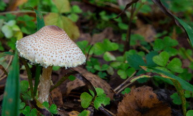 Toadstool, close up of a poisonous mushroom in the forest on green moss ground