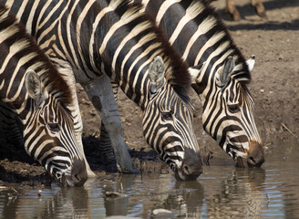 Fototapeta premium Common Zebra in South Africa