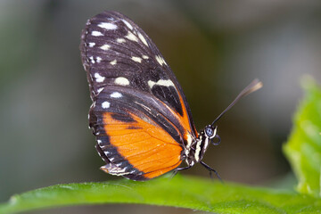 Fototapeta na wymiar Beautiful Butterfly in Garden