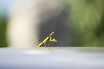 European Mantis or Praying Mantis, Mantis Religiosa. Green praying mantis.