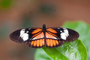Obraz na płótnie Canvas Beautiful Butterfly in Garden