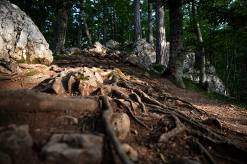 Tree roots, ground and rocks at the mountain
