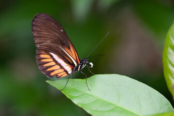 Fototapeta na wymiar Beautiful Butterfly in Garden