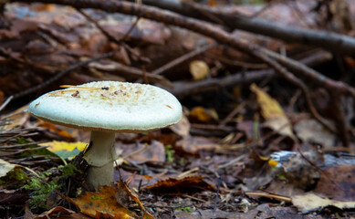 Toadstool, close up of a poisonous mushroom in the forest on green moss ground