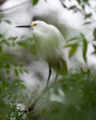 Snowy Egret Photo.  Snowy Egret bird close-up profile view perched with white feather wings. Blur background.  Picture. Portrait. Image.