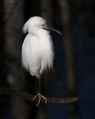 Snowy Egret Stock Photos.  Close-up profile view perched displaying white feathers, head, beak, black legs, in its environment and habitat with a black contrast background. Image. Portrait. Picture.