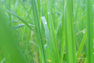 Fototapeta na wymiar Raindrops on rice leaves Fujifilm XA2