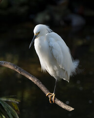 Snowy Egret Stock Photos. Close-up profile view perched displaying white feathers, head, beak, black legs, eye in its environment and habitat with a black contrast background. Image. Portrait. Photo.
