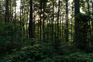 Trees in the forest with sun setting in the distance