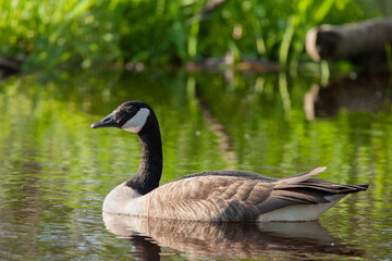 Canada Goose on pond