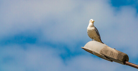 A seagull sits gracefully on a street lamp shabby gray post against a blue sky with white clouds on...