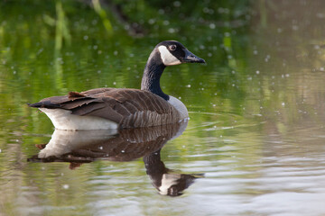 Canada Goose on pond