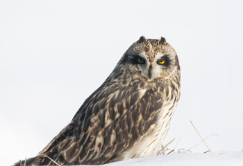 Short-eared Owl