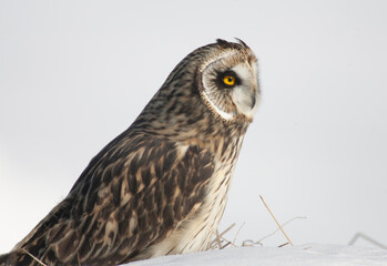 Short-eared Owl