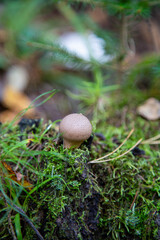 The Common Puffball Lycoperdon perlatum or Devil's Snuff-box. The fruit bodies can be eaten by slicing and frying in batter or egg and breadcrumbs.