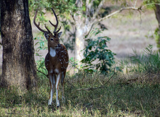 Naklejka na ściany i meble A spotted deer (Chital) is a beautiful species of deer found in Indian forests. This individual was standing in the shade of huge trees and scanning the area for predator. Scientific name is Axis axis
