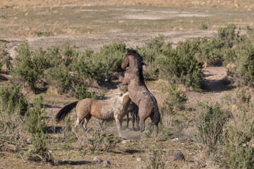 Fototapeta premium Wild Horse Stallions in the Utah Desert