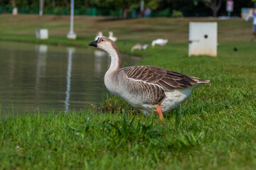 Aves patos