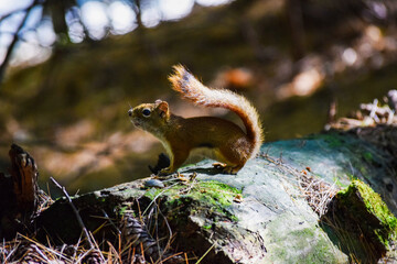 red squirrel