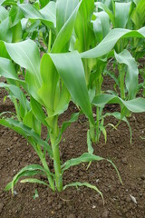 北海道の夏の植物