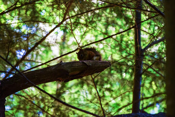 red squirrel