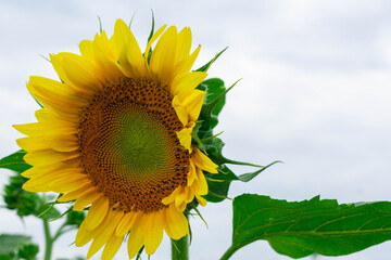 Beautiful, Large Sunflower Blooming in the Summer in Pennsylvania