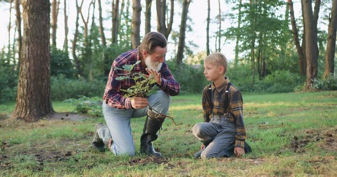 Portrait of good-looking serious bearded elderly granddad which together with his small grandchild planting a tree into hole on lawn in green park,front view