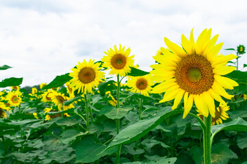 Beautiful, Large Sunflower Blooming in the Summer in Pennsylvania