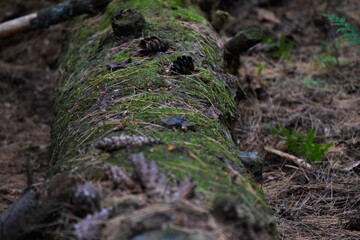 mossy log