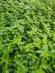 Obraz premium tapizante