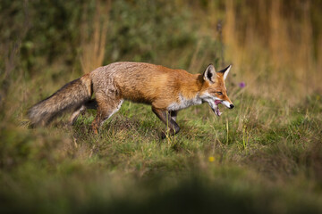 Hungry red fox, vulpes vulpes, walking on meadow in autumn nature. Wild mammal with orange fur hunting on field in fall. Predator licking mouth on pasture.