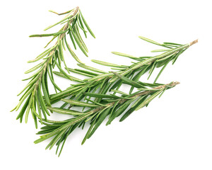 Fototapeta premium Fresh green rosemary isolated on a white background