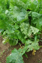 北海道の夏の植物