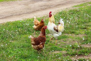 Rooster and hens on the road in the village. Close-up. Background.