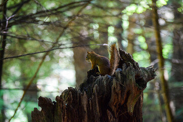 red squirrel