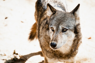 Portrait d'un magnifique loup au regard intense