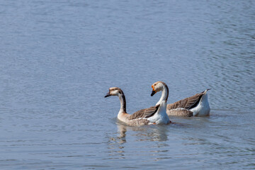Aves patos