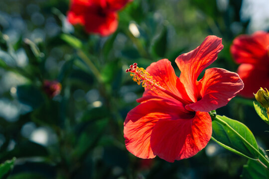 Red Hawaiian Hibiscus Flowers And Green Background