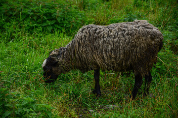 sheep in the grass