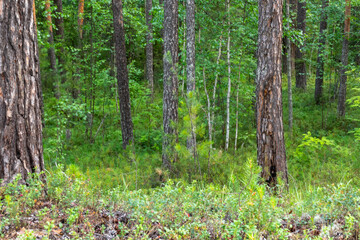 Fototapeta premium Landscape with different green trees and plants in the forest