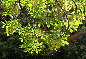 green leaves in the forest
